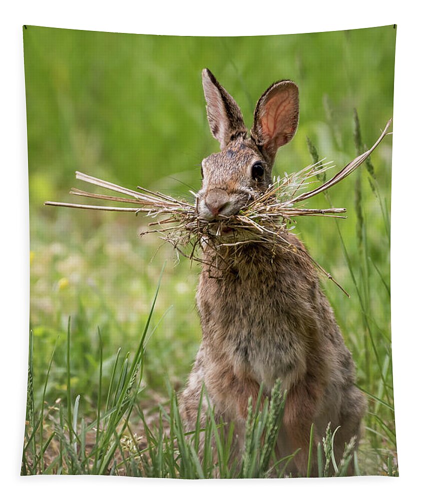 Rabbit Collector Tapestry featuring the photograph Rabbit Collector by Terry DeLuco
