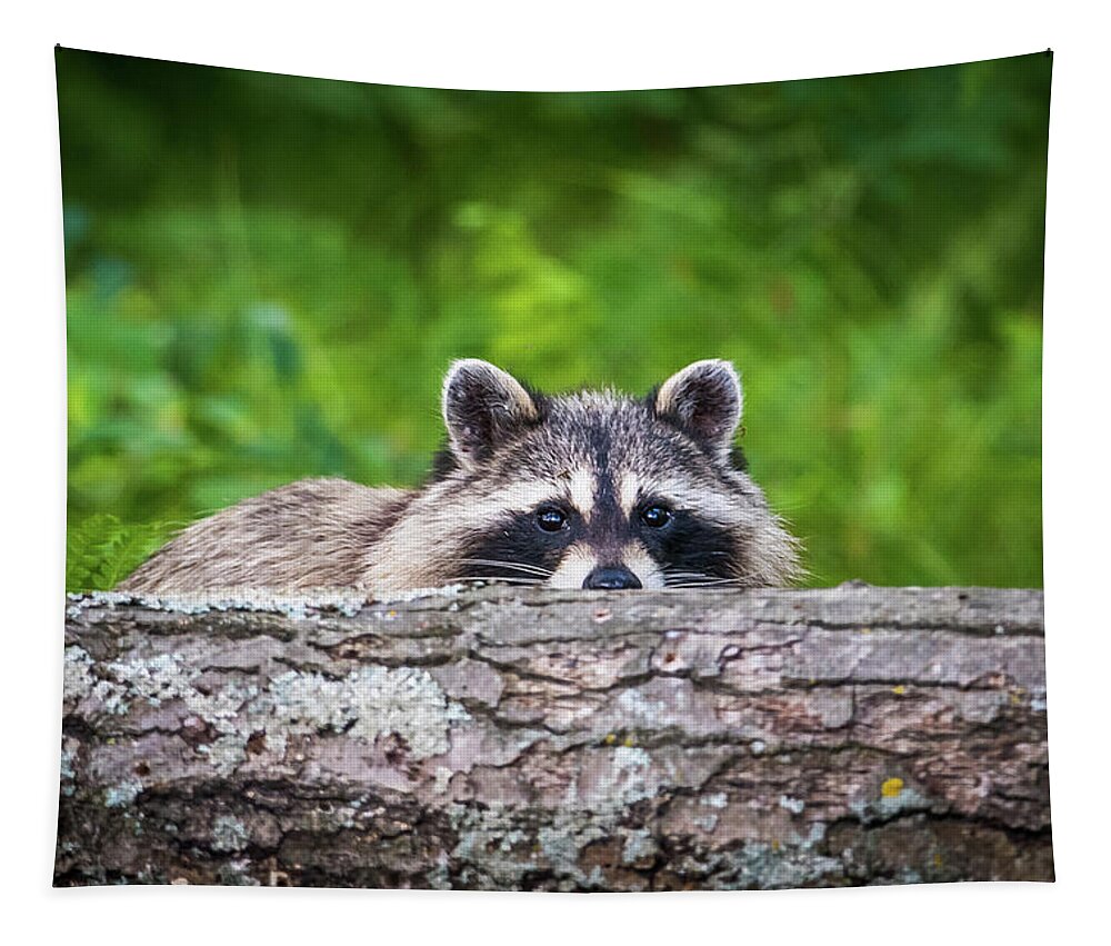 Racoon Tapestry featuring the photograph Racoon Hiding by Paul Freidlund