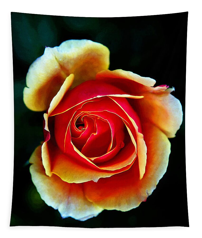 Rose Tapestry featuring the photograph Rainbow Rose by John Haldane