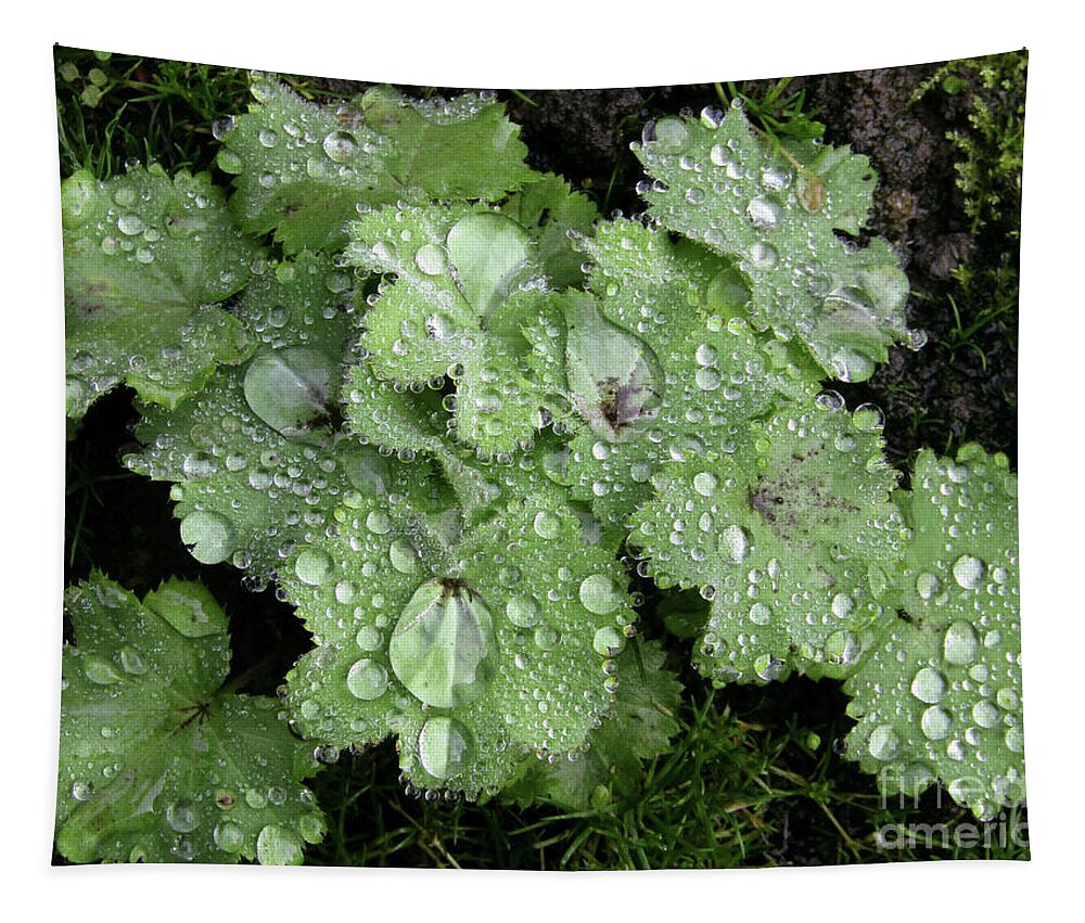 Rain Tapestry featuring the photograph Rainy Day 7 by Kim Tran