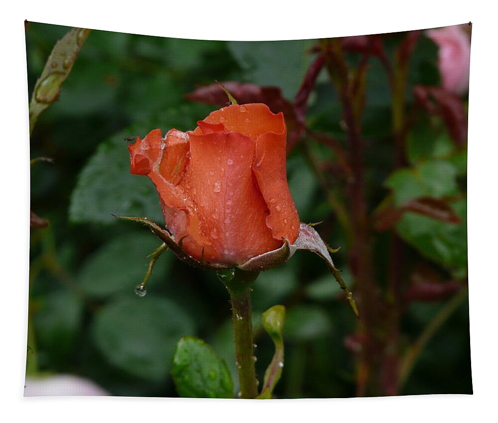 Flower Tapestry featuring the photograph Rainy Rose Bud by Valerie Ornstein