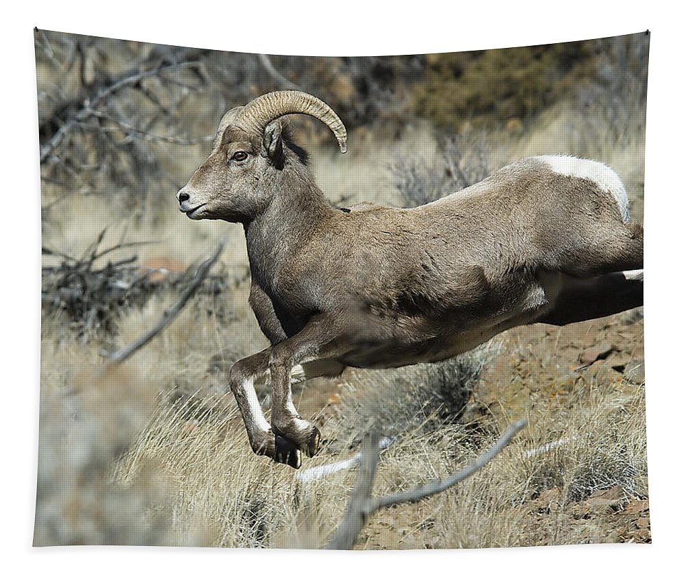Ram Tapestry featuring the photograph Ram In A Hurry by Gary Beeler