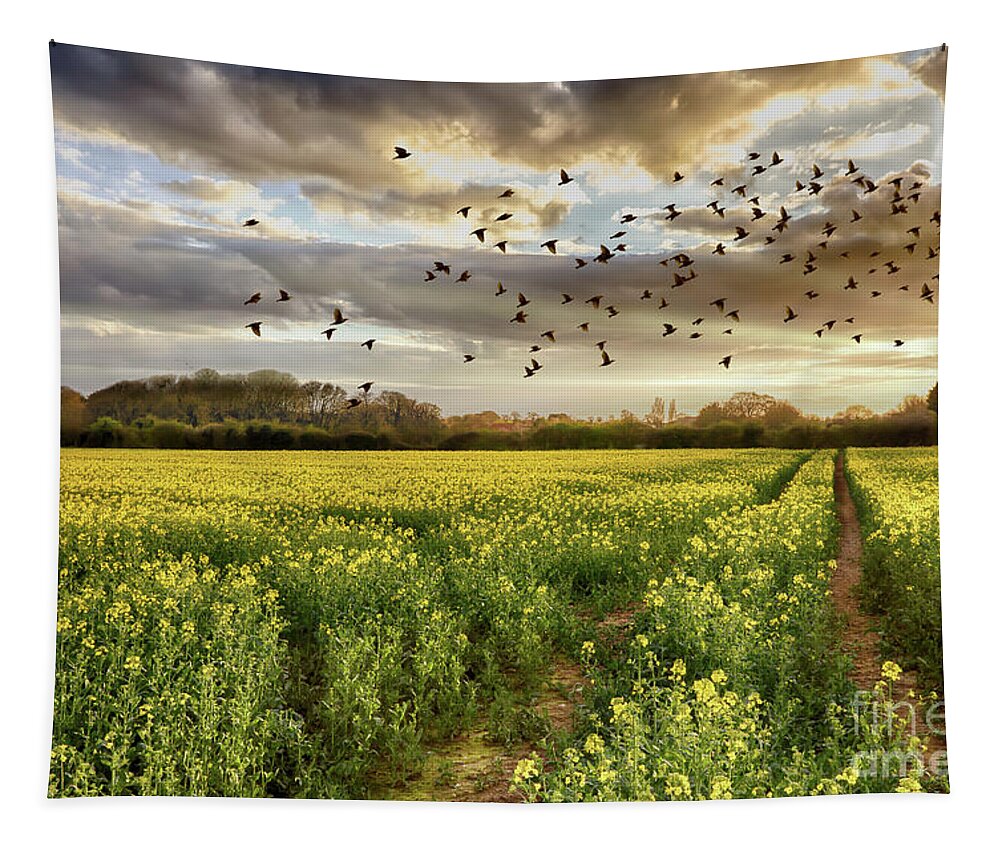 Rapeseed Tapestry featuring the photograph Rapeseed field at sunset with birds by Simon Bratt