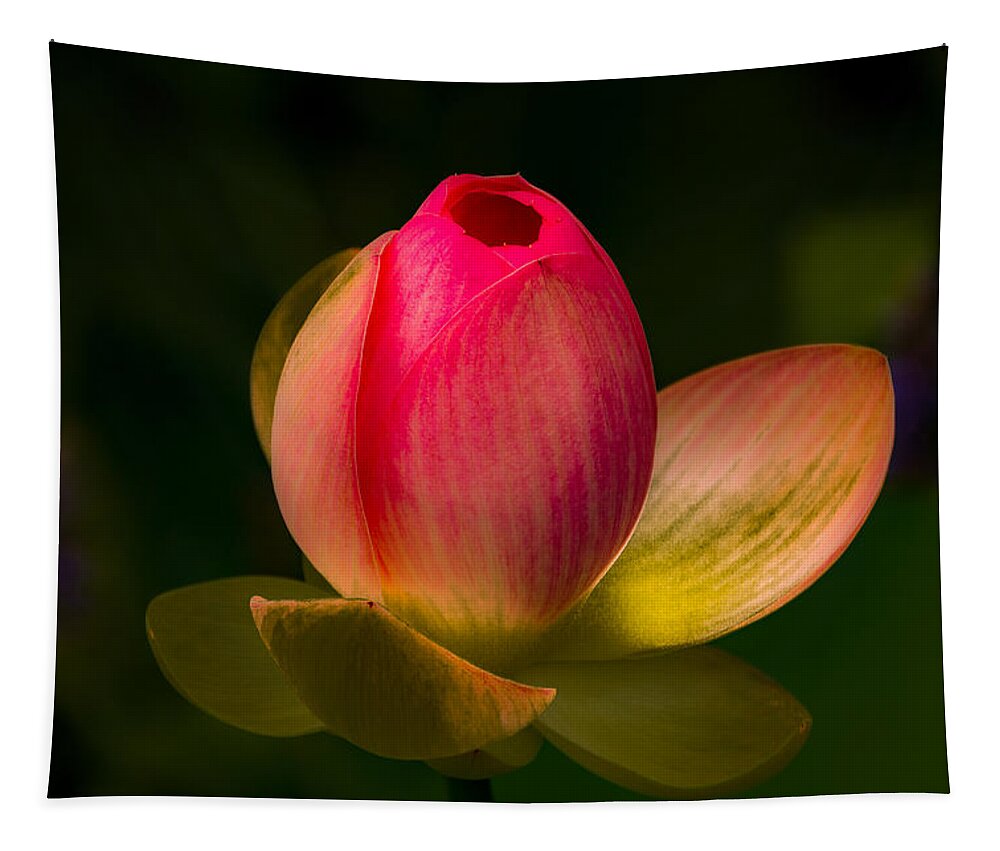 Jay Stockhaus Tapestry featuring the photograph Ready to Bloom by Jay Stockhaus