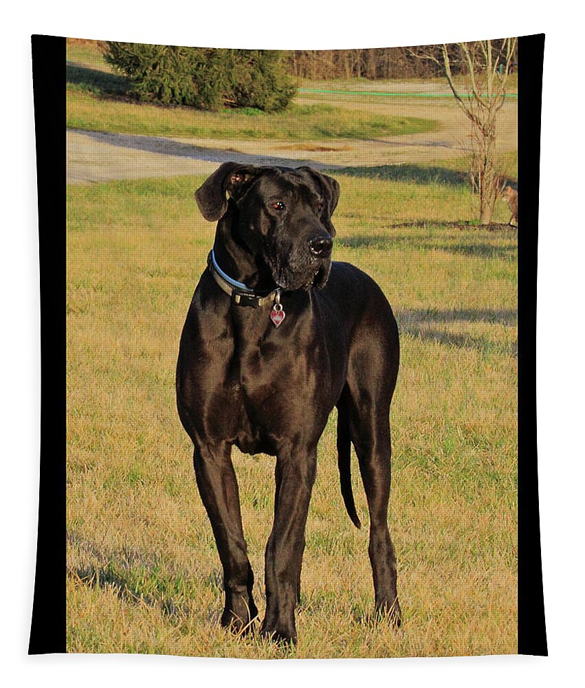 Great Dane Tapestry featuring the photograph 'Really Big Bigg of Crescent Farm' by PJQandFriends Photography