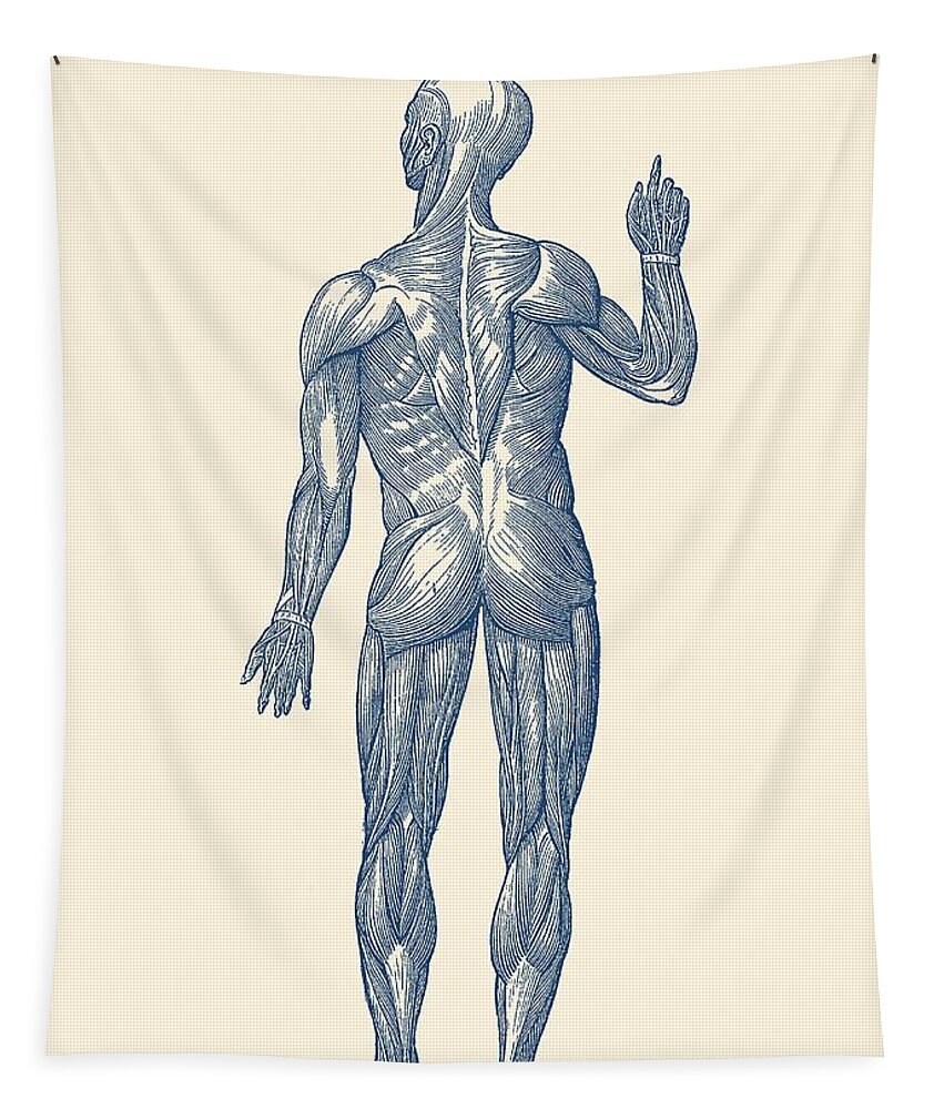 Skeleton Tapestry featuring the drawing Rear View - Human Muscle System - Vintage Anatomy by Vintage Anatomy Prints