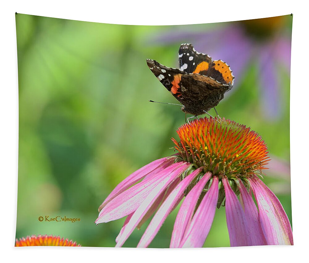 Butterfly Tapestry featuring the photograph Red Admiral on Cone Flower by Kae Cheatham