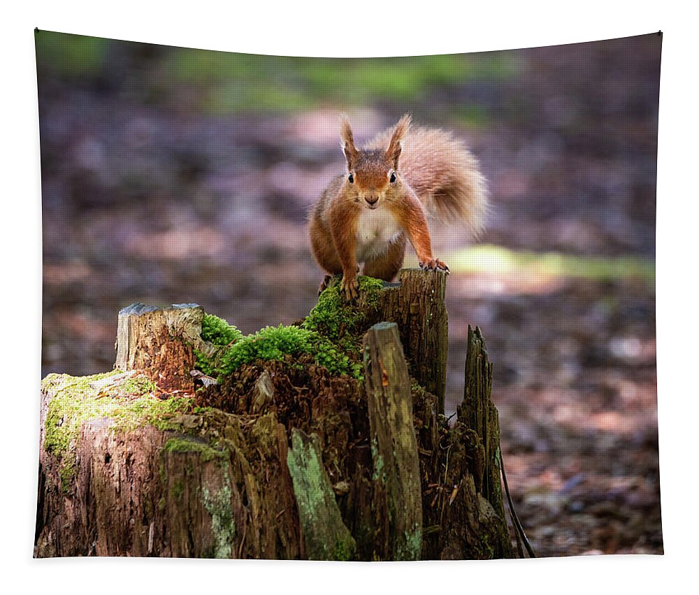 Red Squirrel Tapestry featuring the photograph Red Alert by Framing Places
