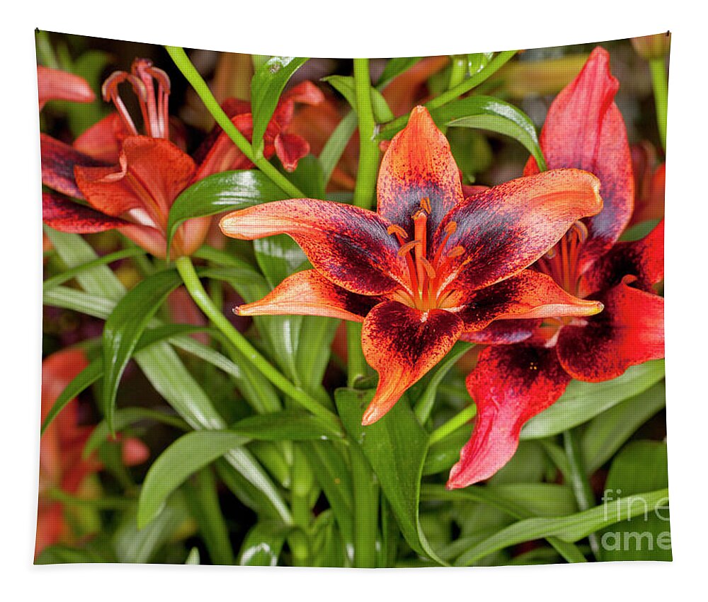 Red Tapestry featuring the photograph Red Asiatic Lilies by Anthony Totah