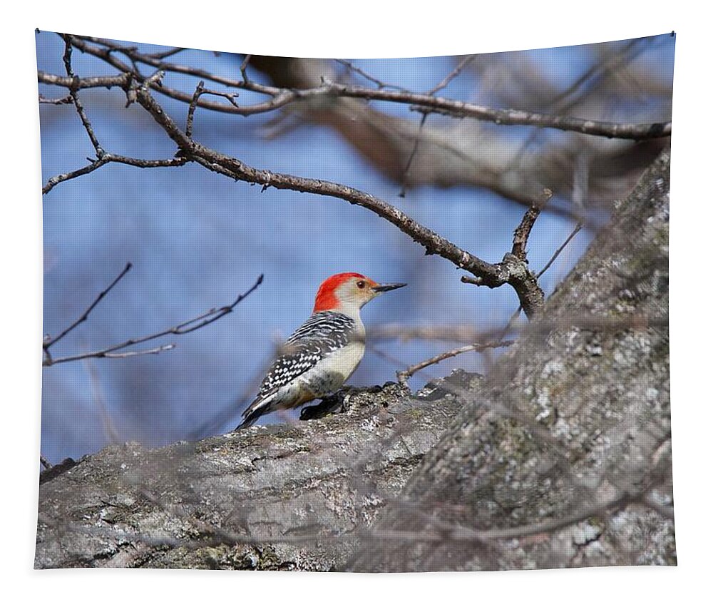 Red-bellied Woodpecker Tapestry featuring the photograph Red-bellied Woodpecker 1134 by Michael Peychich