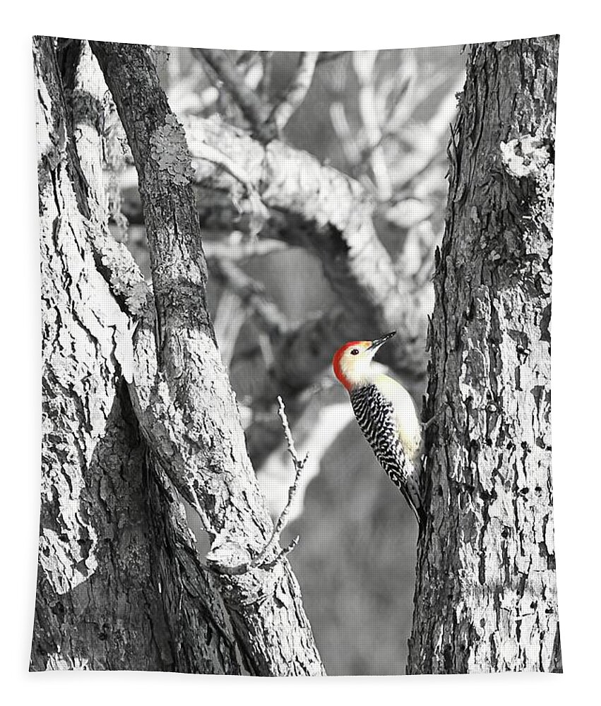 Woodpecker Tapestry featuring the photograph Red-Bellied Woodpecker by Benanne Stiens