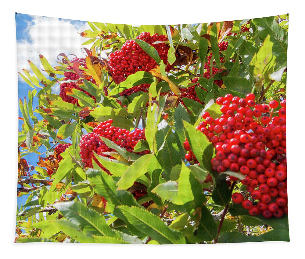 Red Tapestry featuring the photograph Red Berries, Blue Skies by D K Wall