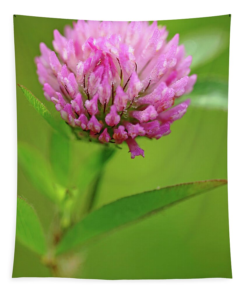 Red Clover Tapestry featuring the photograph Red Clover by Debbie Oppermann
