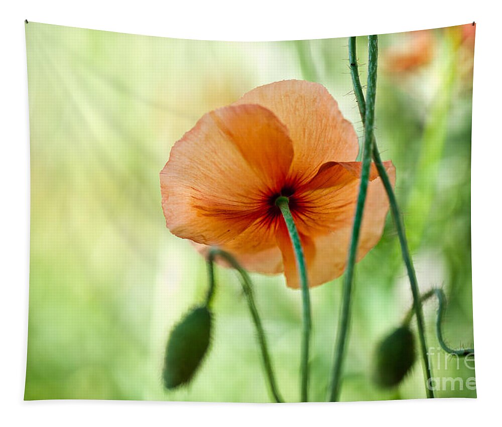 Poppy Tapestry featuring the photograph Red Corn Poppy Flowers 02 by Nailia Schwarz
