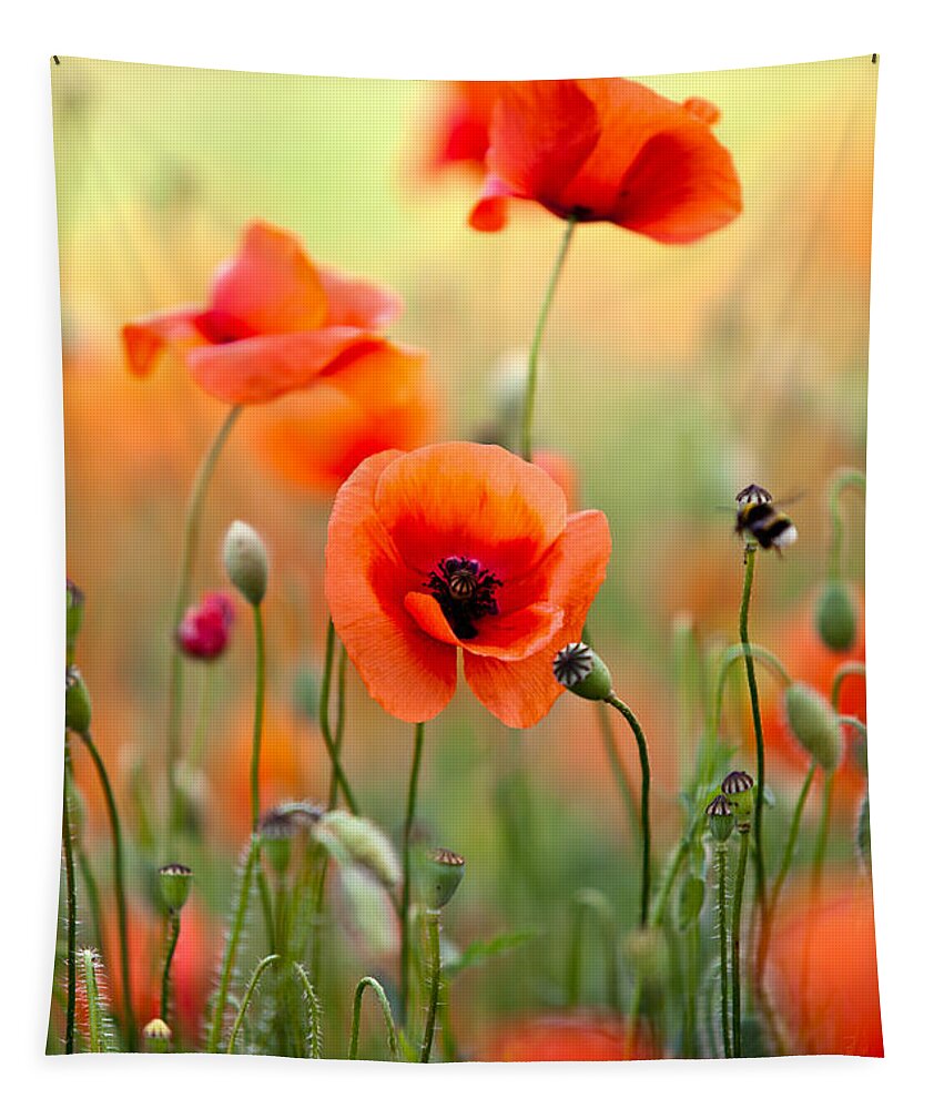 Poppy Tapestry featuring the photograph Red Corn Poppy Flowers 06 by Nailia Schwarz