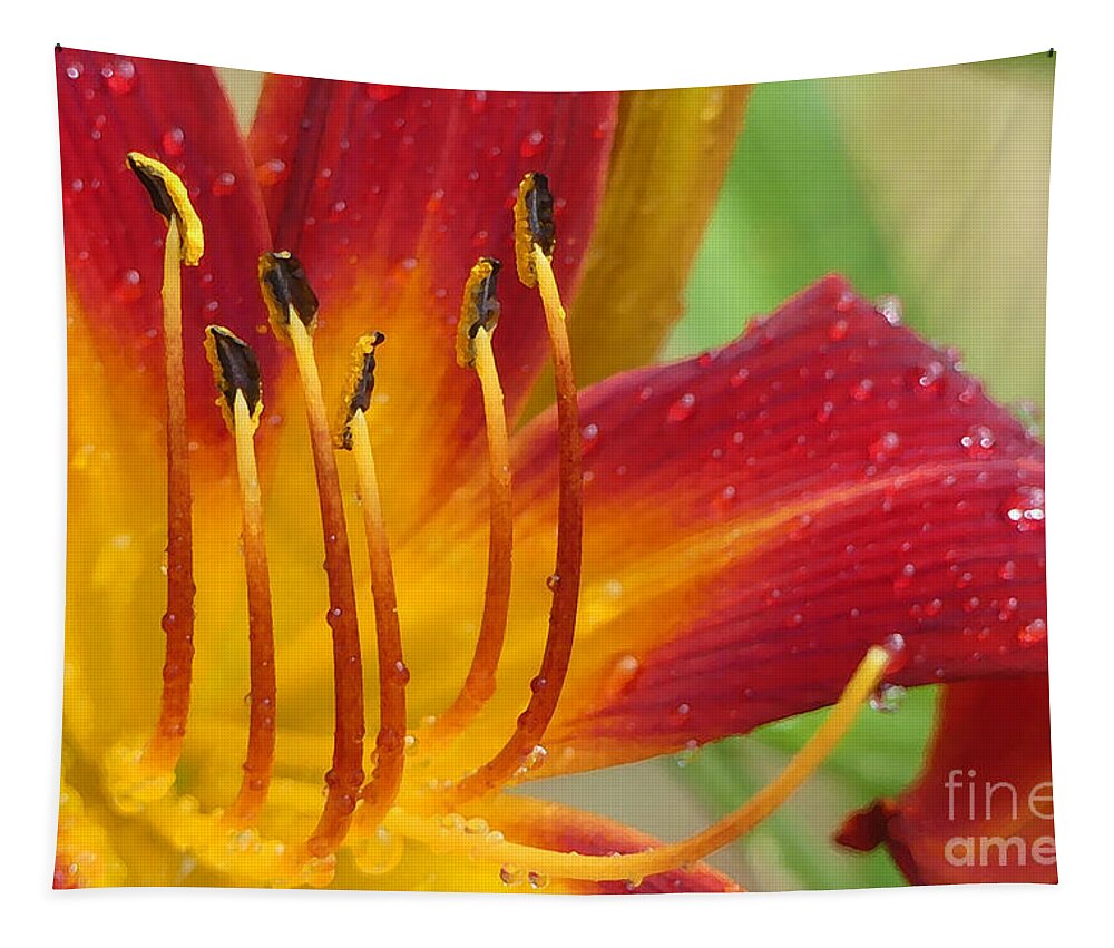 Daylily Tapestry featuring the photograph Red Daylily with Morning Dew by Amy Dundon