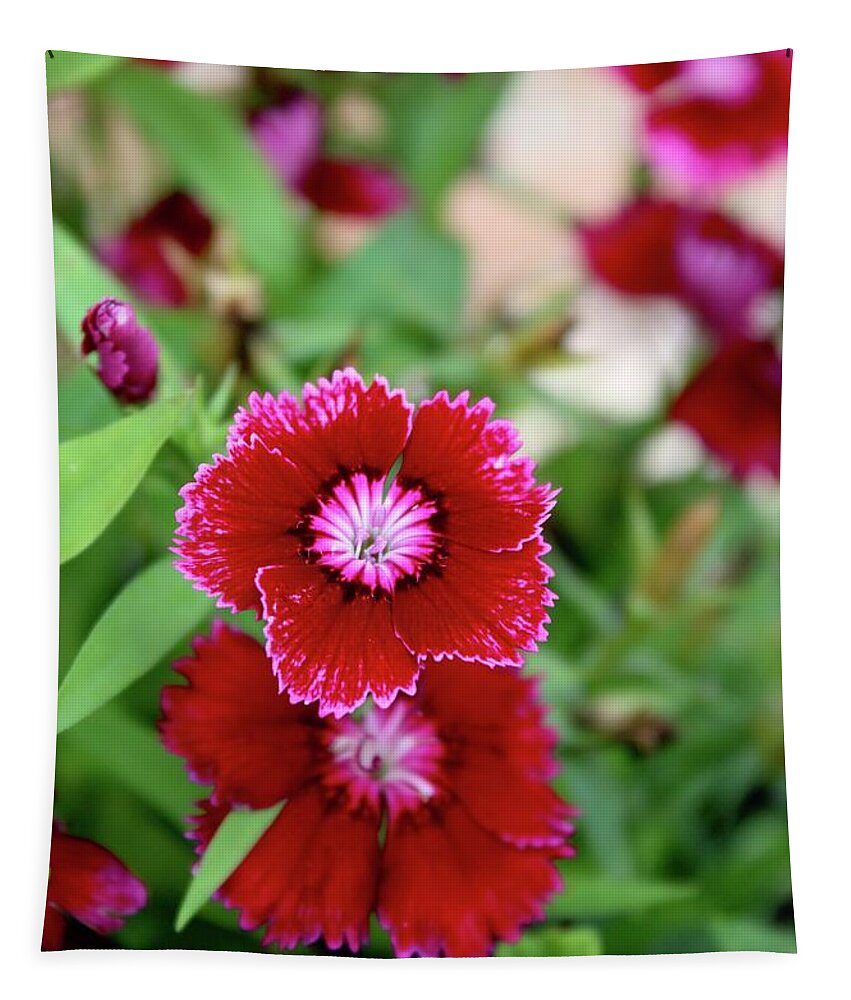 Photograph Tapestry featuring the photograph Red Dianthus Smiles by M E