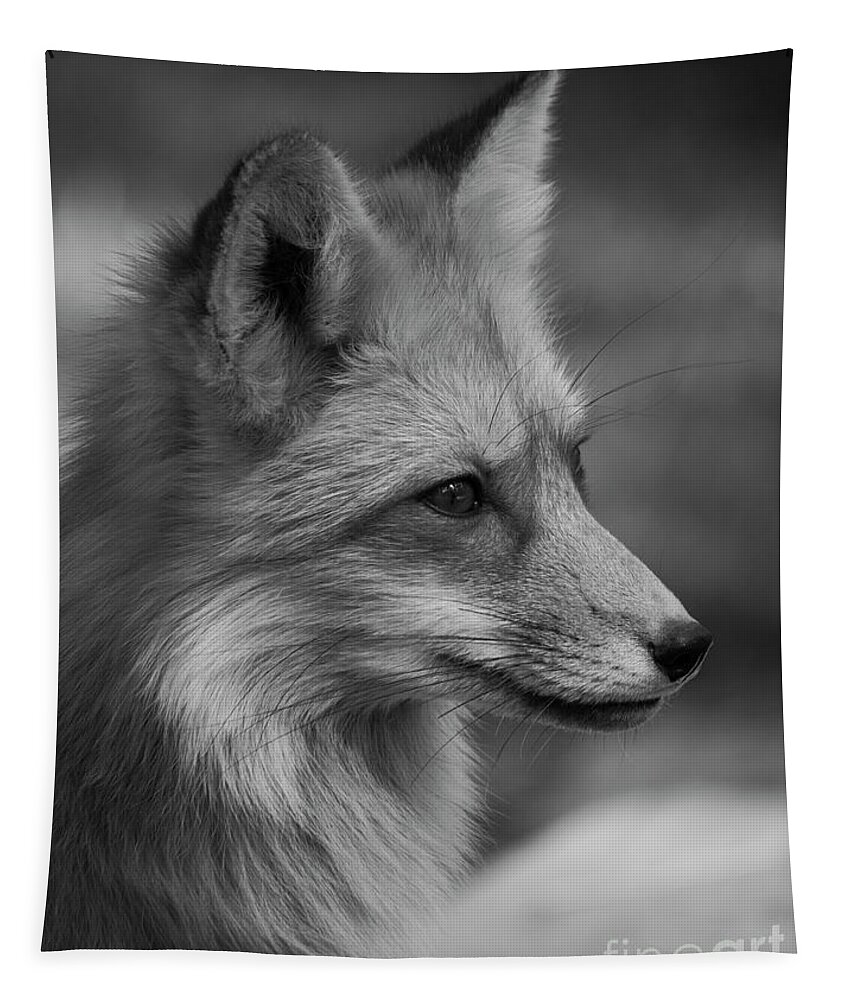 Tl Wilson Photography Tapestry featuring the photograph Red Fox Portrait in Black and White by Teresa Wilson