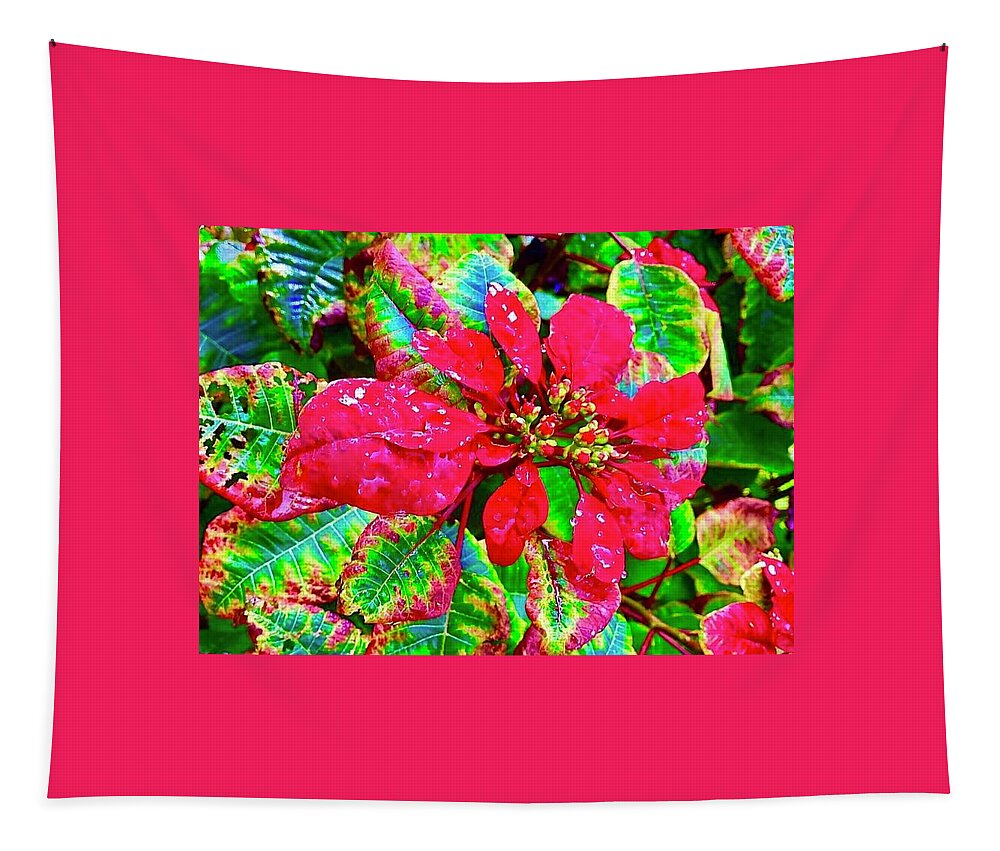 #flowersofaloha #poinsettias Tapestry featuring the photograph Red Hawaiian Poinsettia by Joalene Young