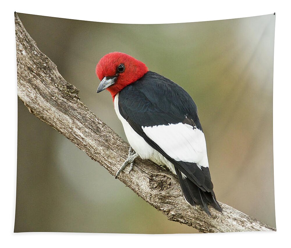 Red Tapestry featuring the photograph Red-headed Woodpecker 4293 by Michael Peychich