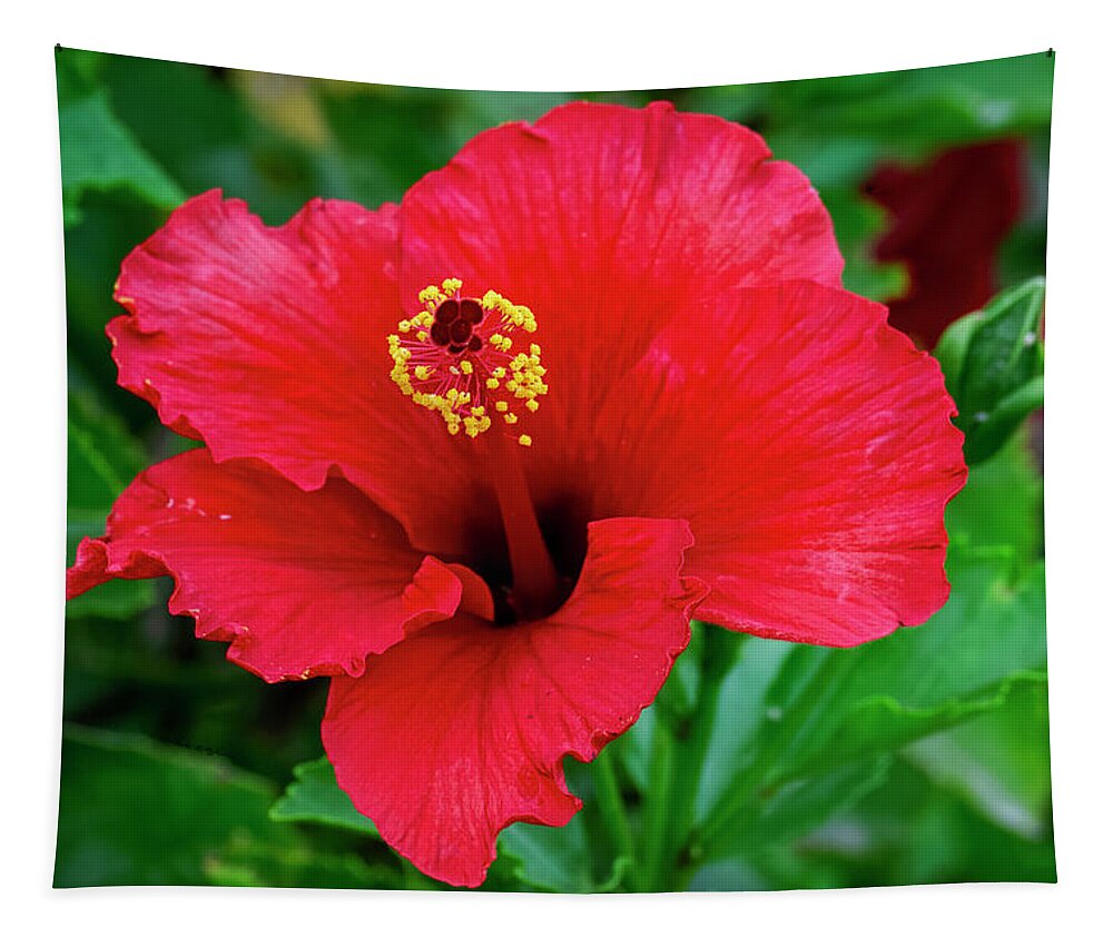 Hibiscus Tapestry featuring the photograph Red Hibiscus h1833 by Mark Myhaver