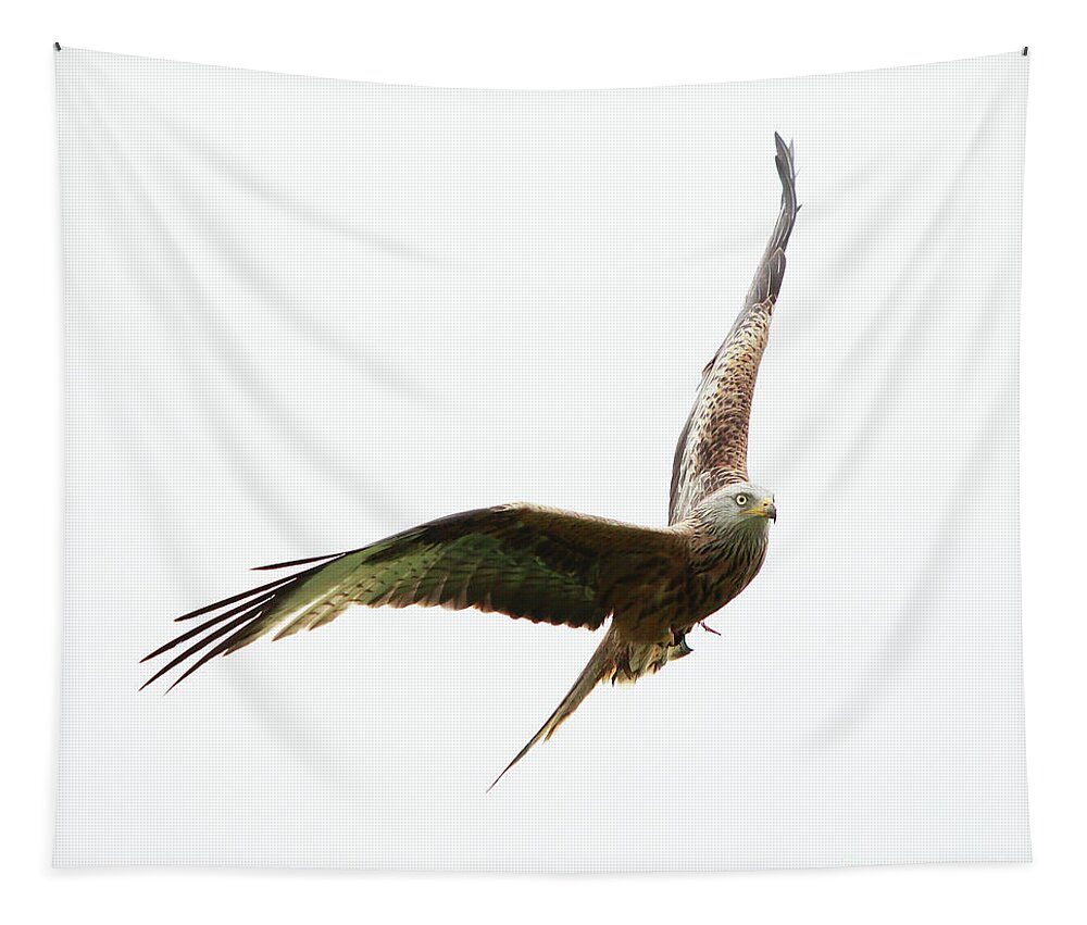 Red Kite Tapestry featuring the photograph Red Kite by Maria Gaellman