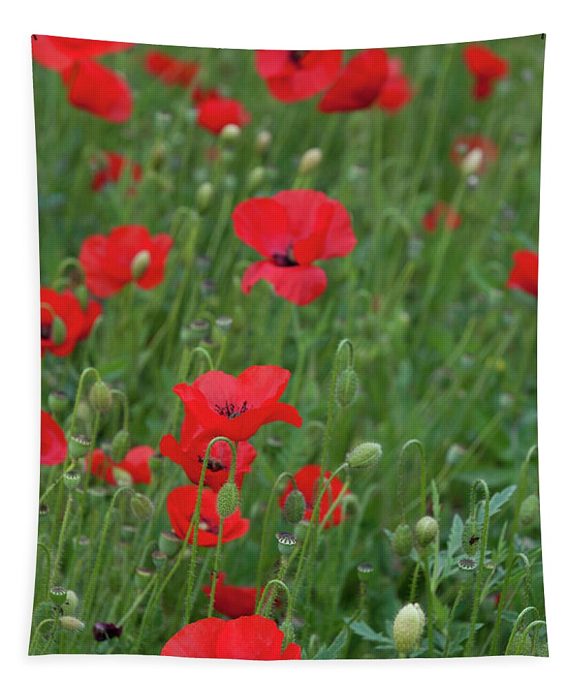 Poppy Tapestry featuring the photograph Red poppie anemone field by Michalakis Ppalis