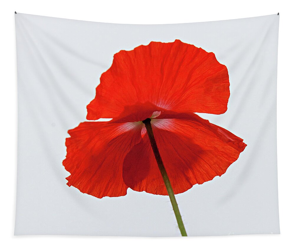 Poppy Tapestry featuring the photograph Red Poppy by Casper Cammeraat