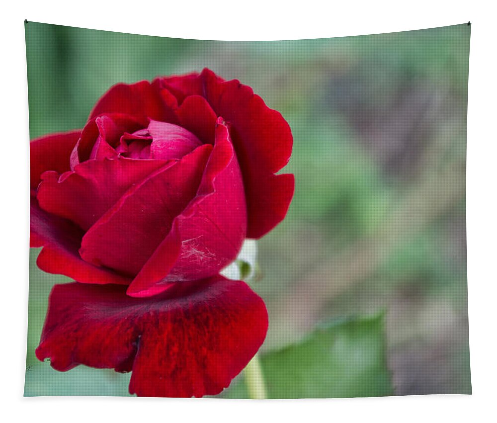 Rose Tapestry featuring the photograph Red Red Rose by Sharon Popek