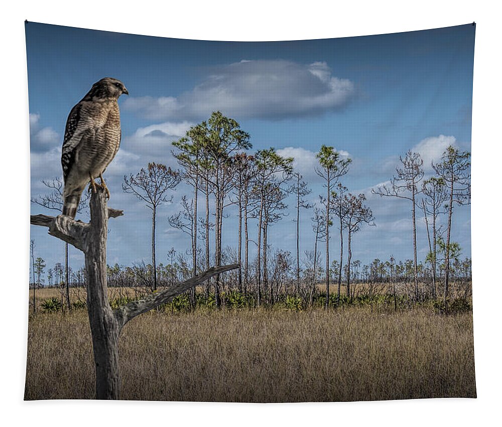 Wildlife Tapestry featuring the photograph Red Shouldered Hawk in the Florida Everglades by Randall Nyhof