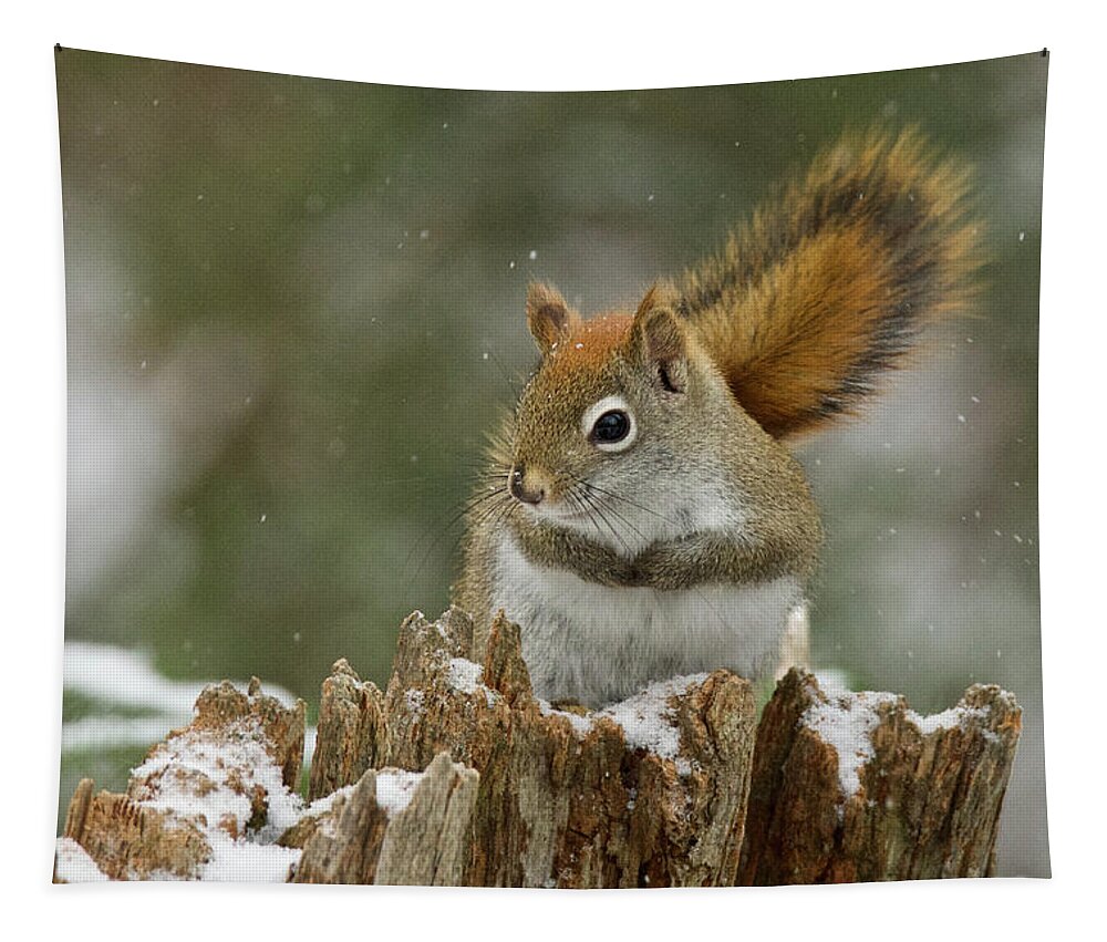 Squirrel Tapestry featuring the photograph Red Squirrel 4600 by Michael Peychich