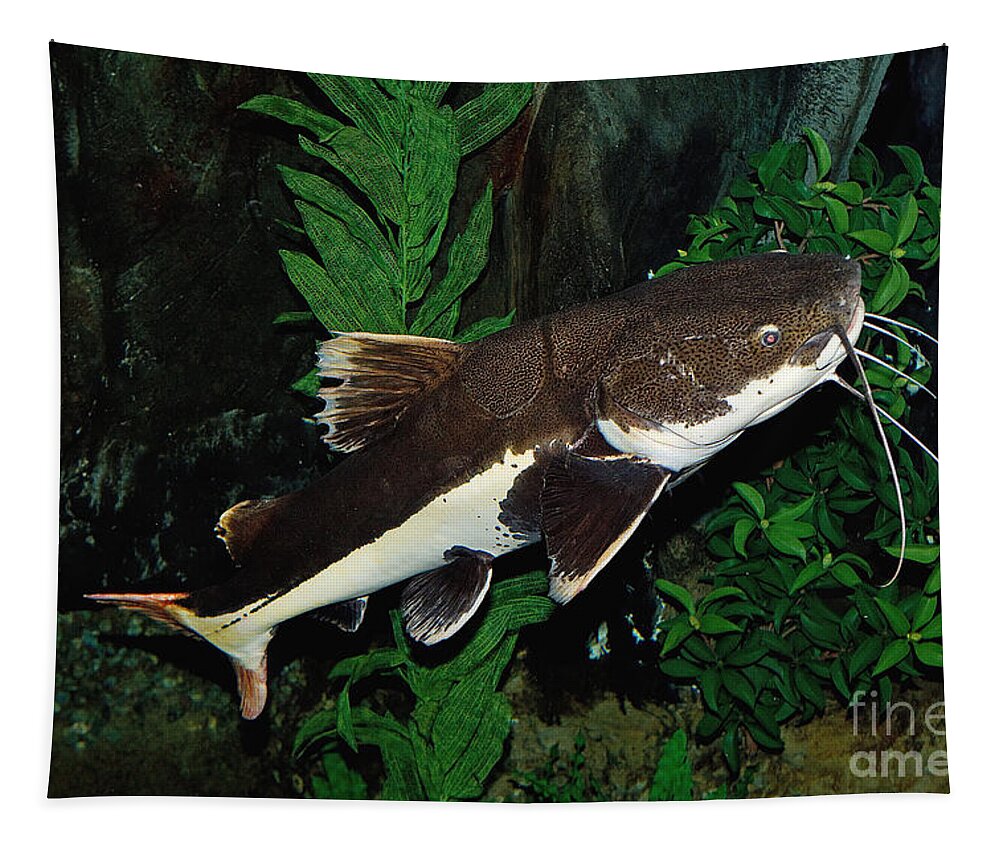 Adult Tapestry featuring the photograph Red-tail Catfish by Gerard Lacz