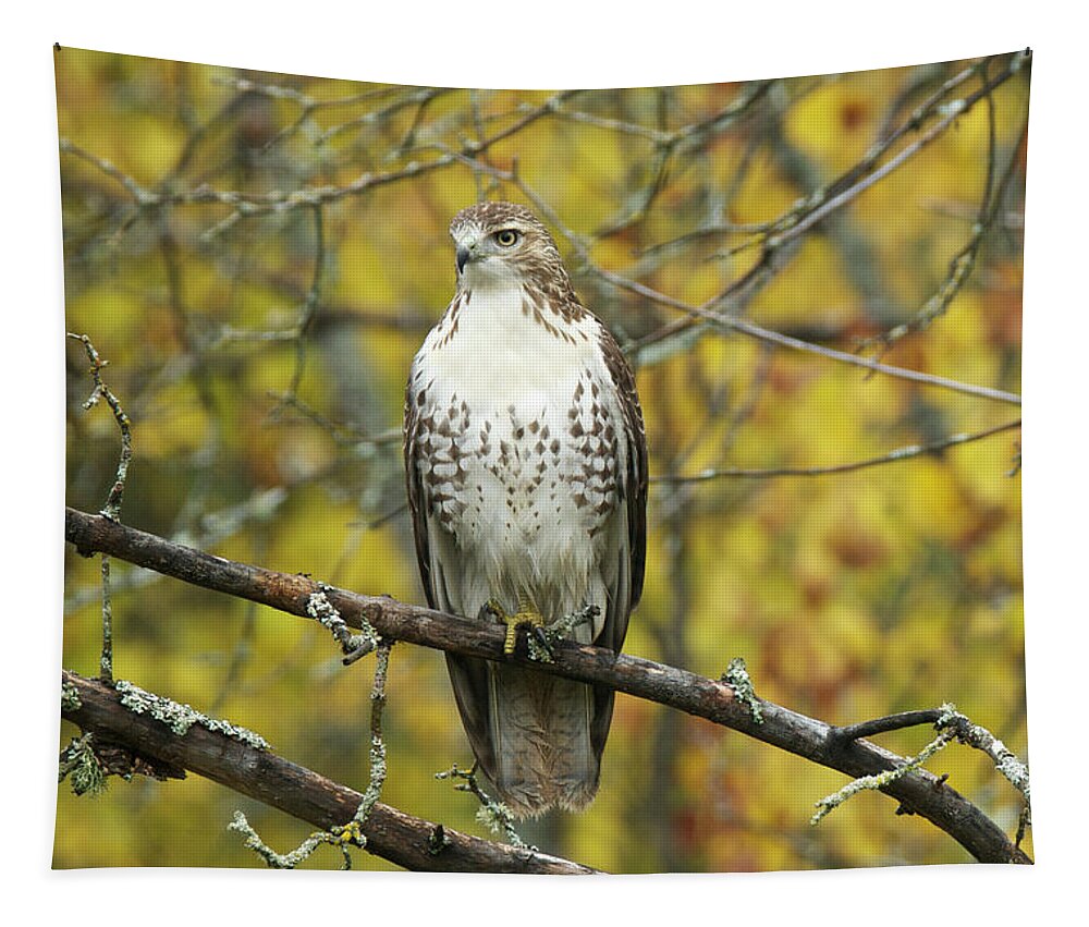 Red Tapestry featuring the photograph Red Tail Hawk 9887 by Michael Peychich