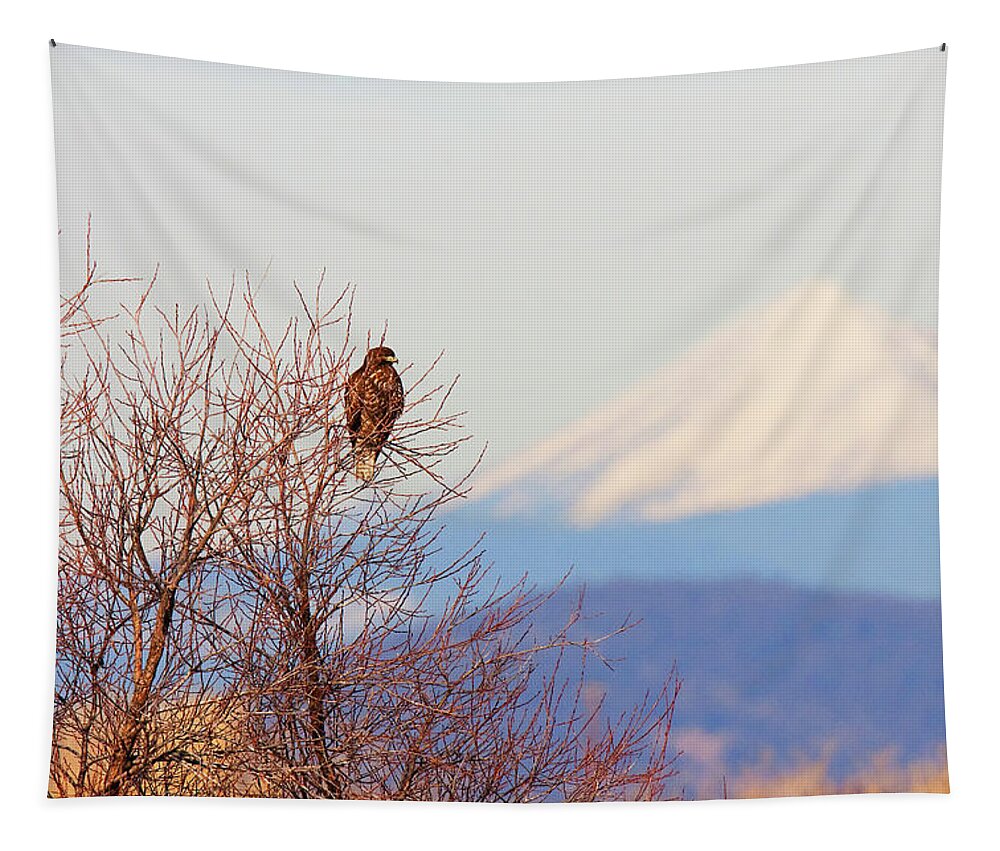 Red-tailed Hawk Tapestry featuring the photograph Red-tailed Hawk and Mount Shasta - Northern California by Ram Vasudev