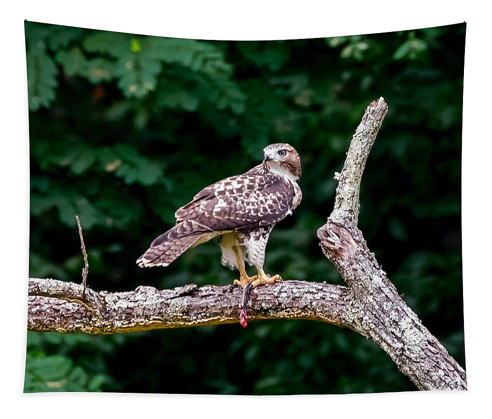 Red-tailed Hawk Tapestry featuring the photograph Red-Tailed Hawk by Holden The Moment