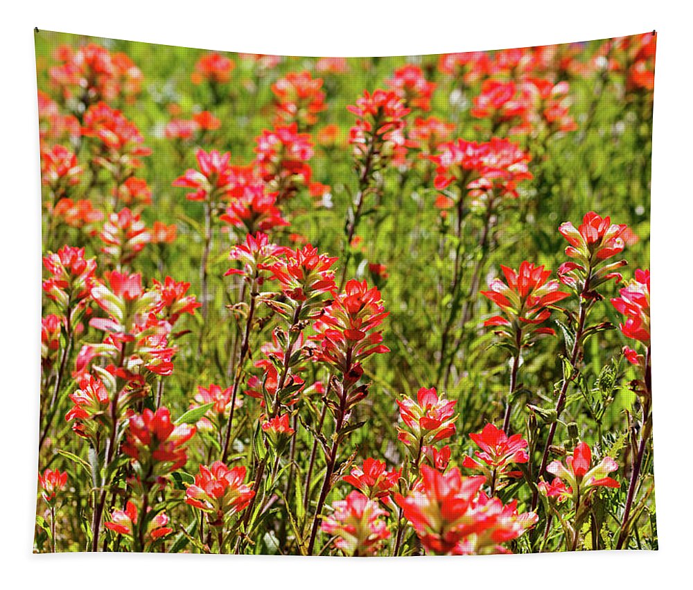 Austin Tapestry featuring the photograph Red Texas Wildflowers by Raul Rodriguez