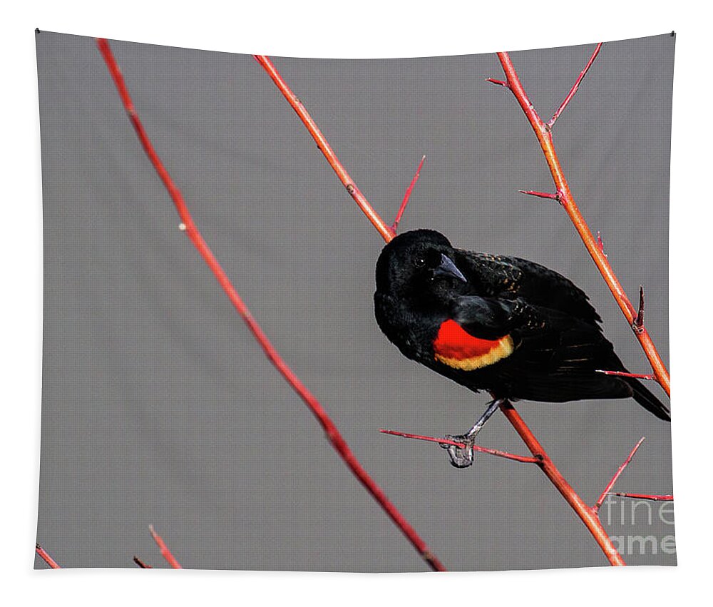 Red-winged Blackbird Tapestry featuring the photograph Red Twigs by Jim Garrison