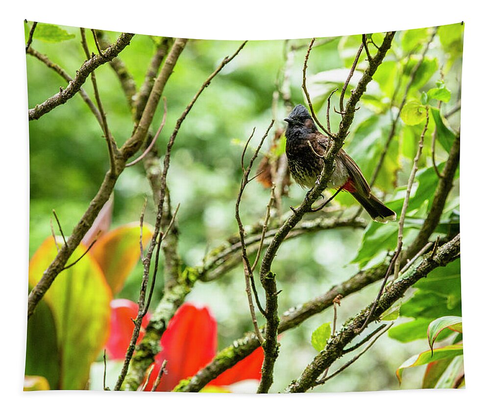 Red-vented Tapestry featuring the photograph Red-Vented BulBul by Jason Hughes