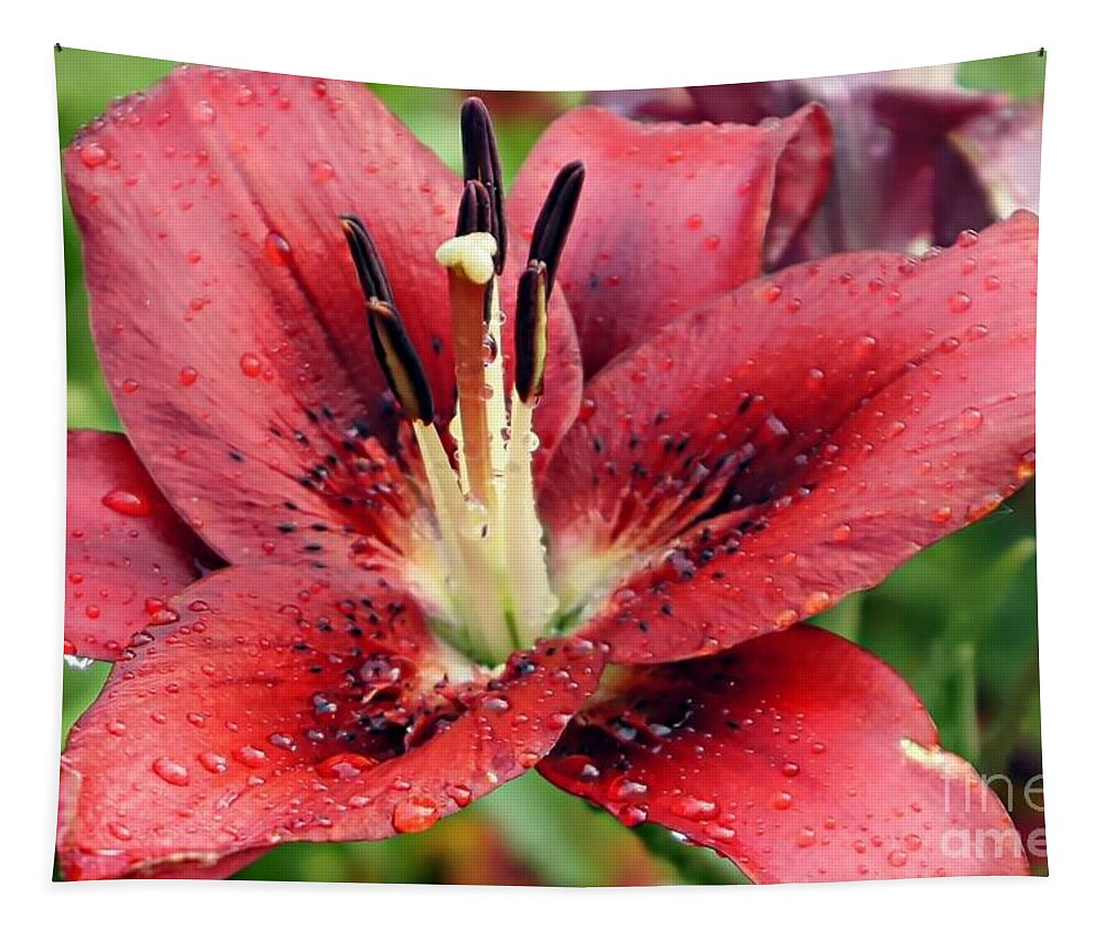 Red Lily Tapestry featuring the photograph Red Wet and Wild by Lilliana Mendez