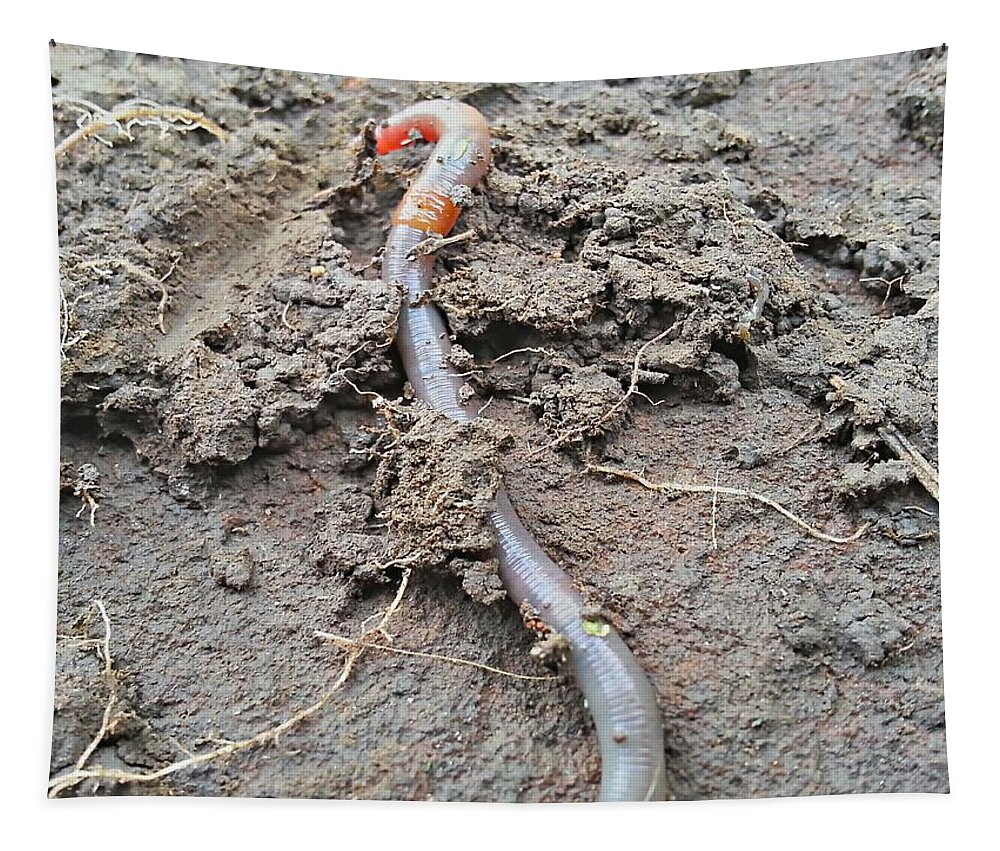 Red Wiggler Tapestry featuring the photograph Red Wiggler by Robert Knight