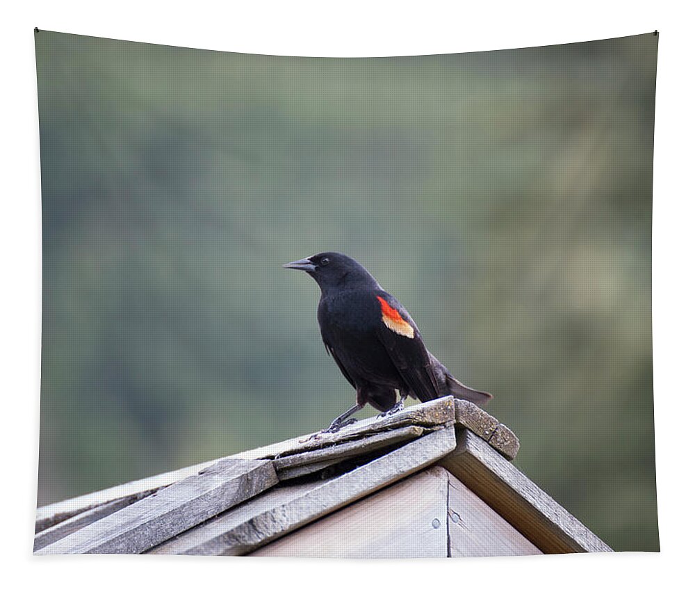 2015052100017 Tapestry featuring the photograph Male Red Wing Black Bird by Robert Braley
