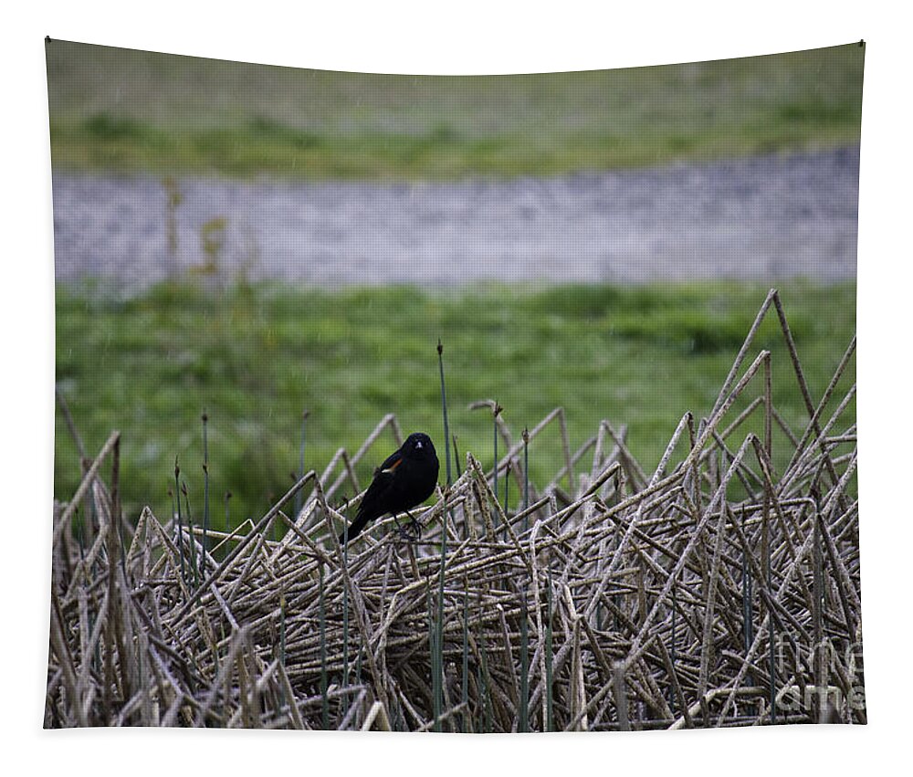Landscape Tapestry featuring the photograph Red winged black bird by Donna L Munro