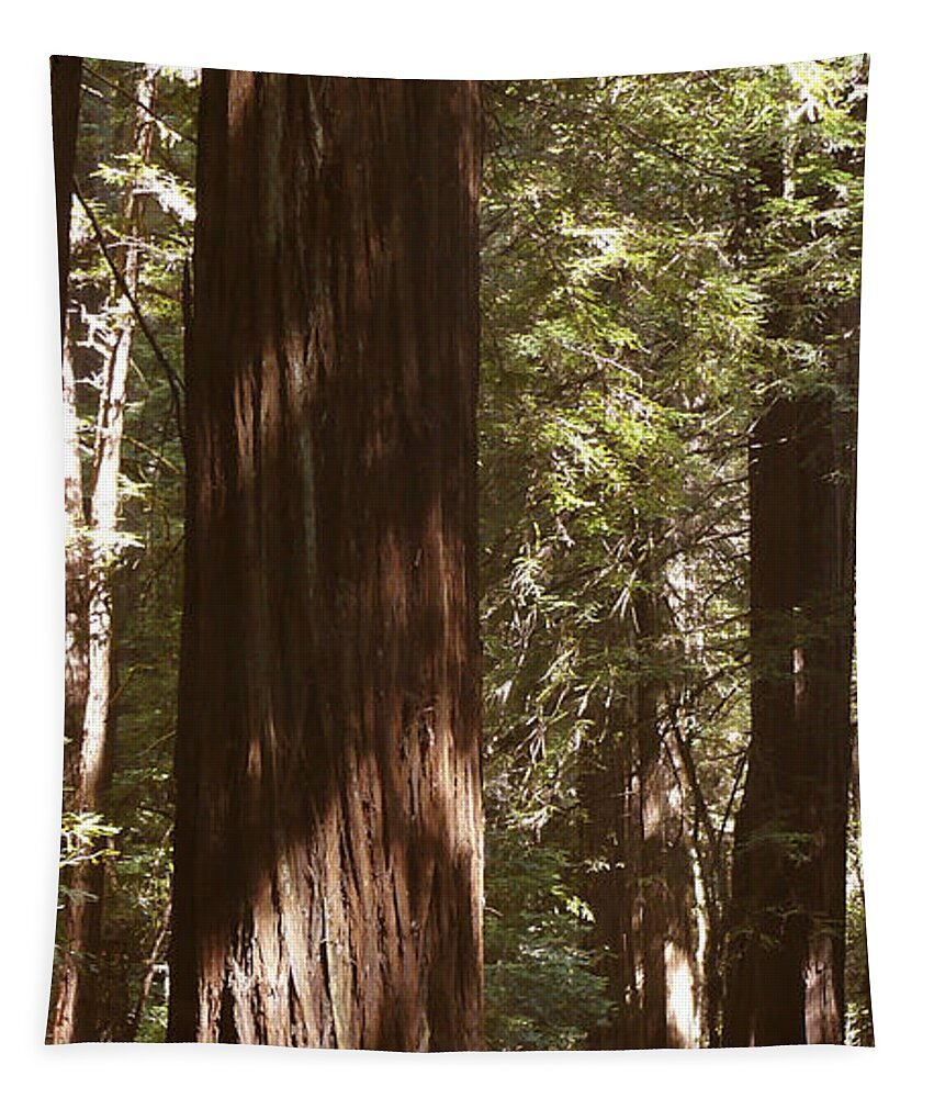 Redwood Tree Tapestry featuring the photograph Redwoods by Mike McGlothlen