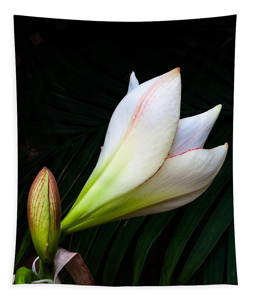 Flowers Tapestry featuring the photograph Refined Elegance by Stewart Helberg