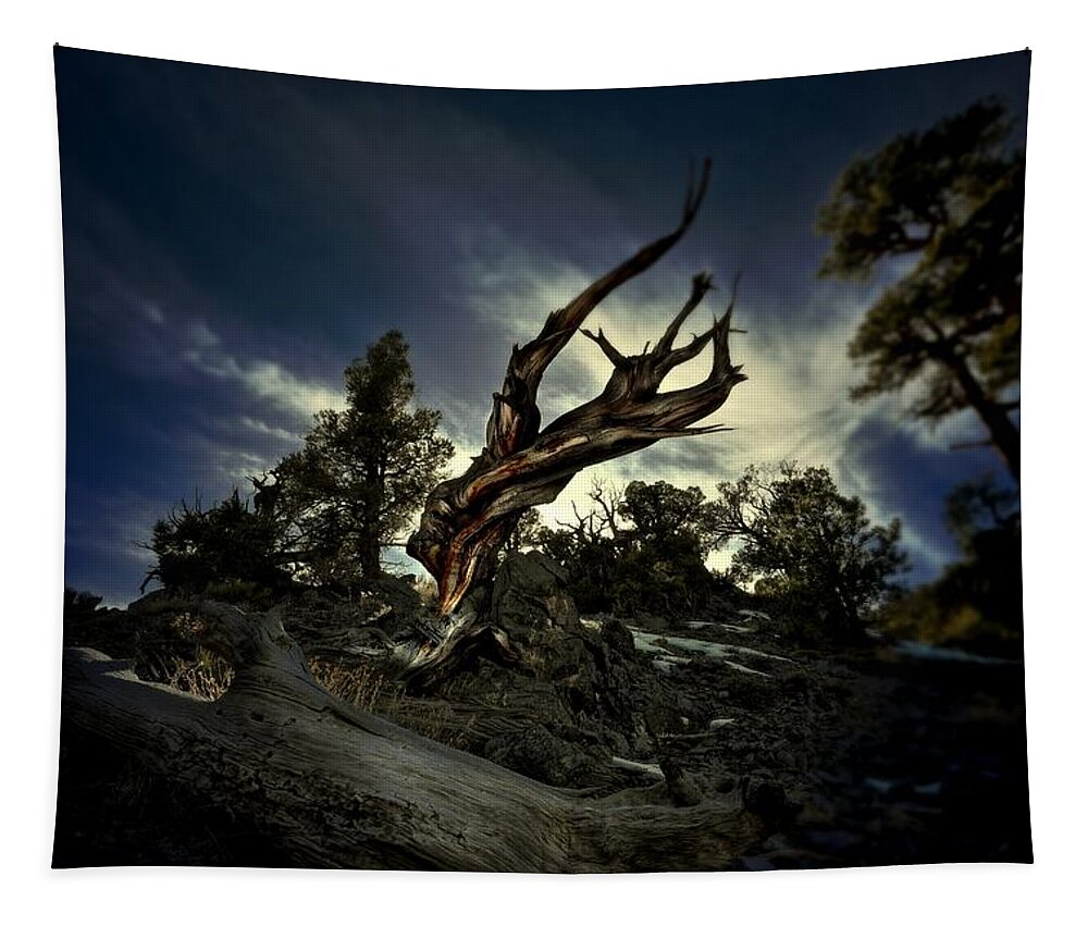 Tree Tapestry featuring the photograph Reminder by Mark Ross
