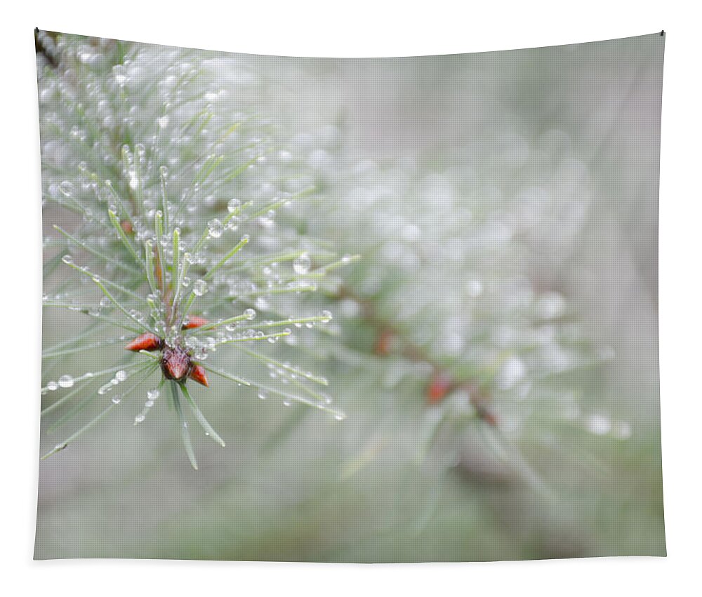 Christmas Tapestry featuring the photograph Reminds me of Christmas by Kathy Paynter