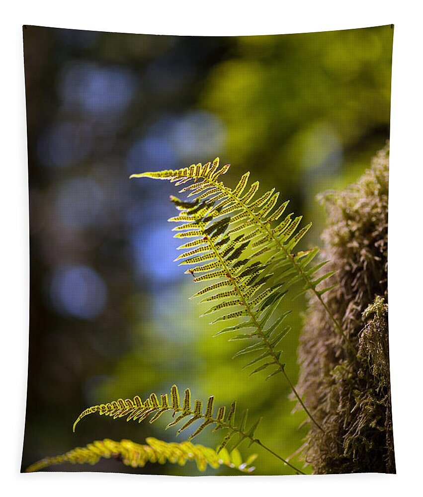 Fern Tapestry featuring the photograph Renewal Ferns by Mike Reid