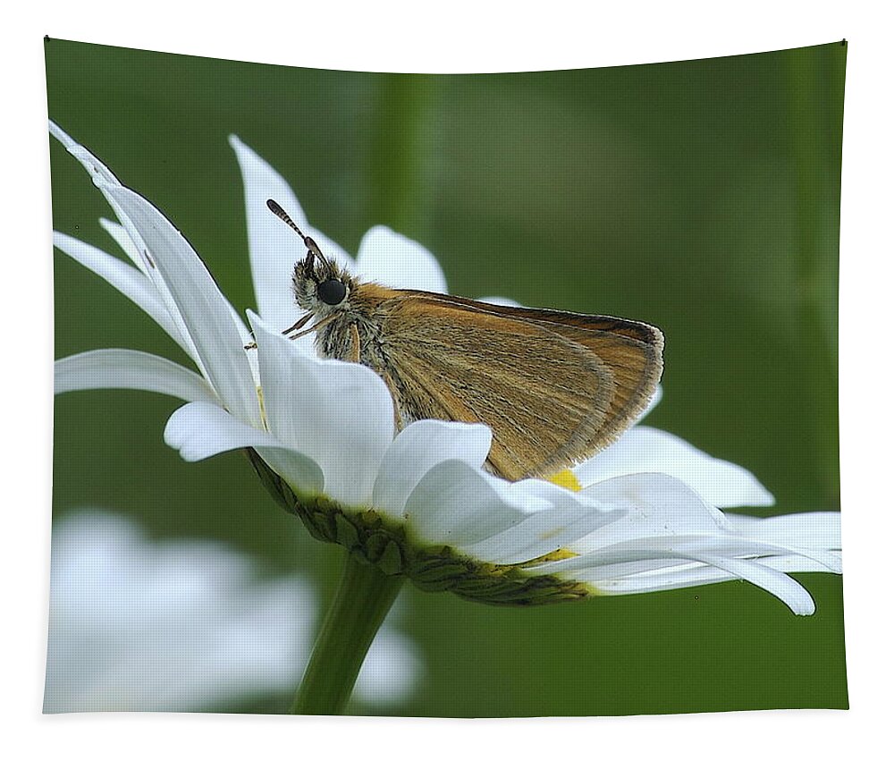Daisy Tapestry featuring the photograph Resting place by Michael Peychich