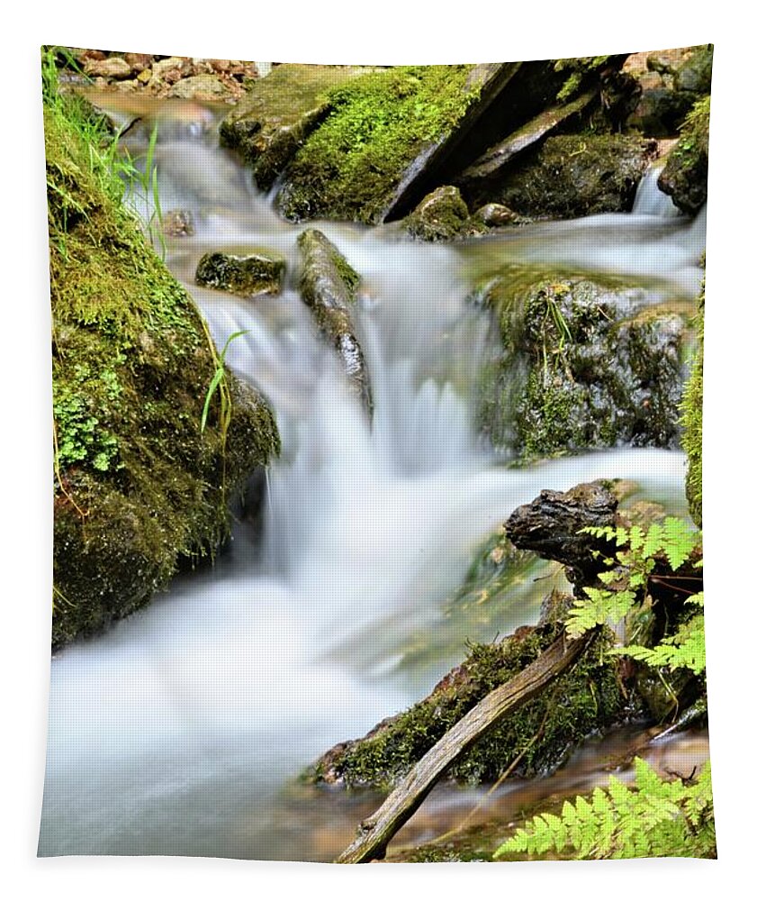 Mossy Tapestry featuring the photograph Return To Mossy Glen by Bonfire Photography