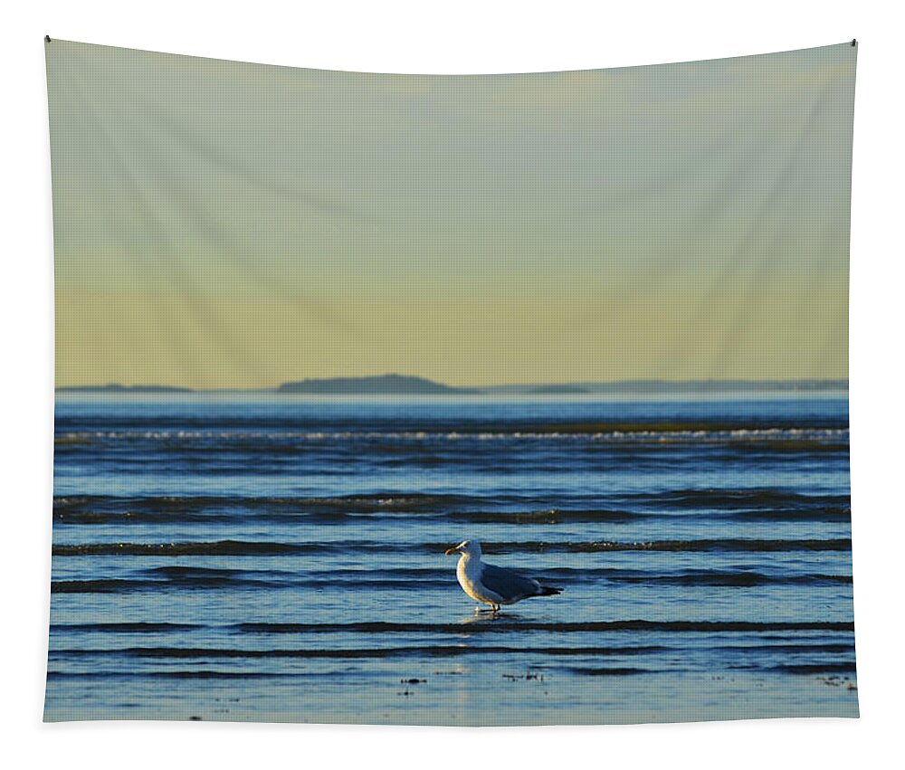 Revere Tapestry featuring the photograph Revere Beach Seagull Revere MA by Toby McGuire